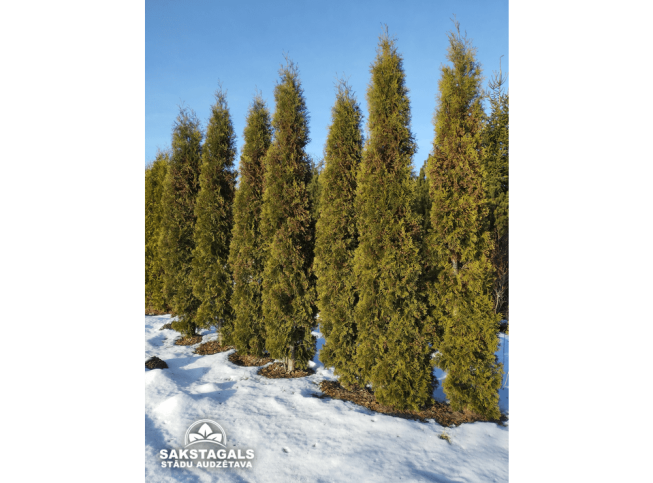 Thuja occidentalis   'Columna'